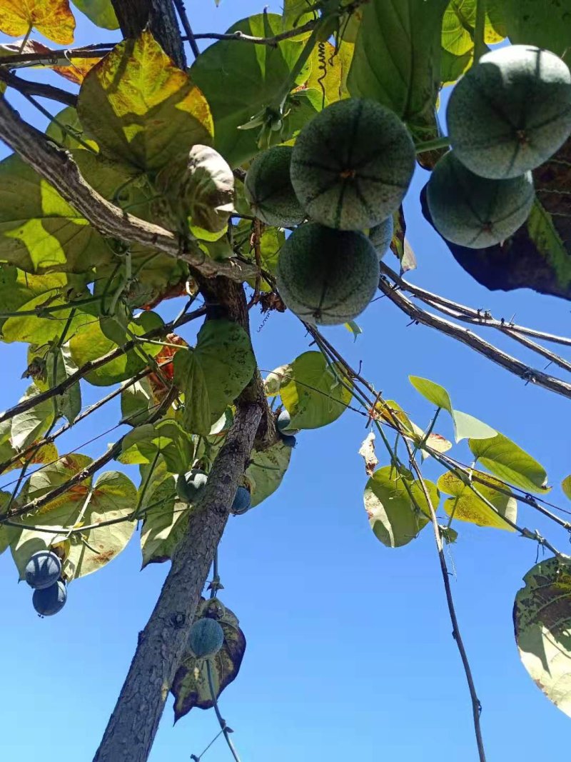 百香果西番莲台农大量上市