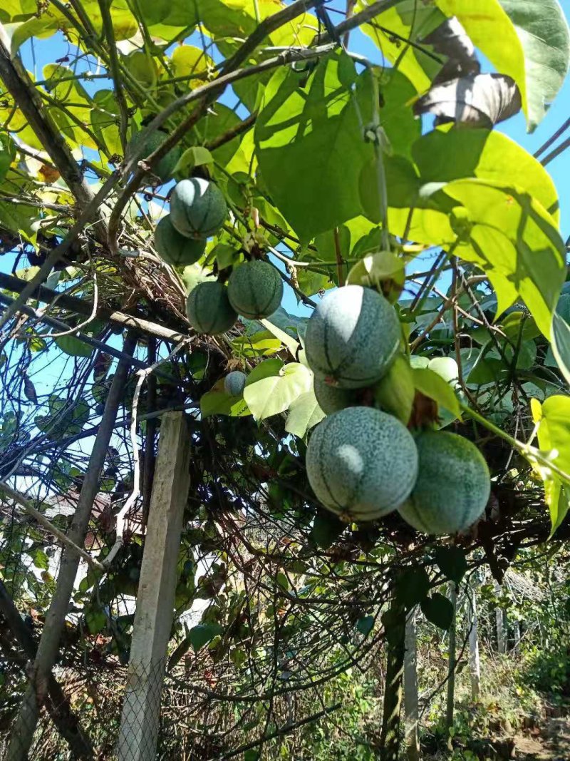 百香果西番莲台农大量上市