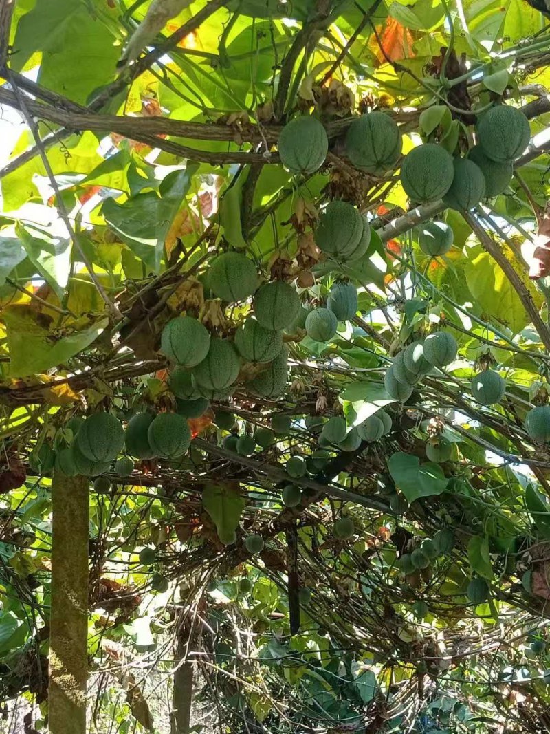 百香果西番莲台农大量上市