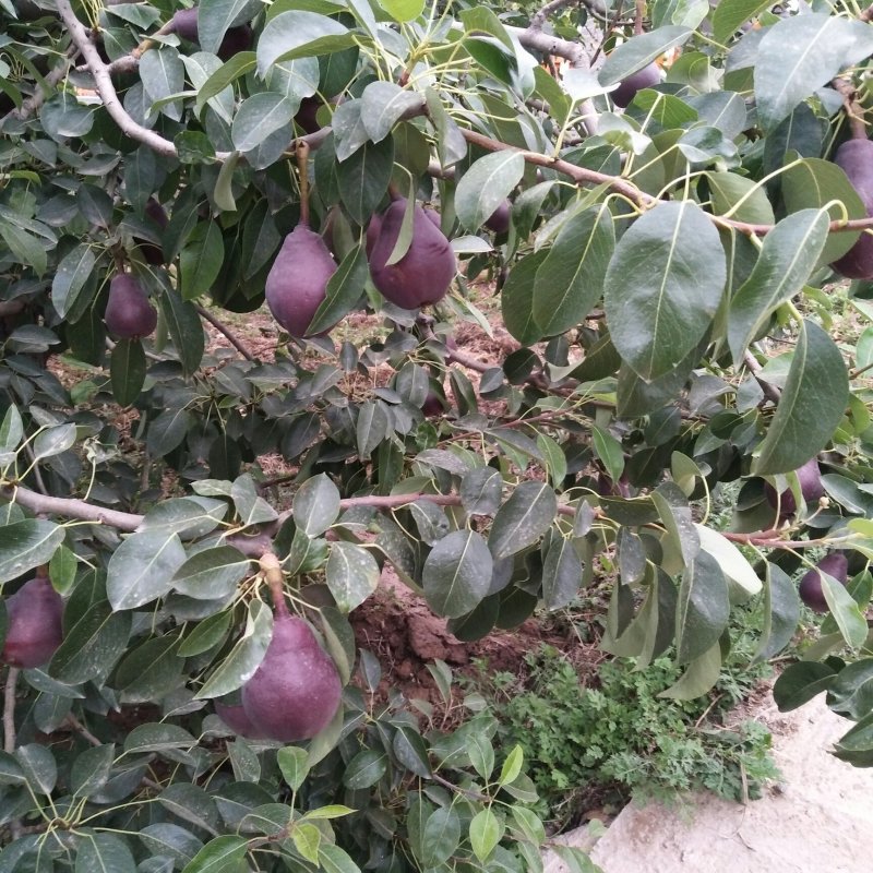 陕州红碑梨，两面红