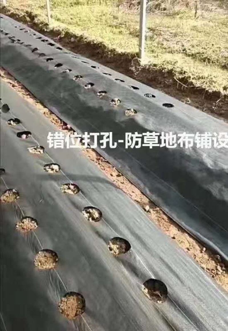 抗老化新型农用防草布除草布果园果树耐用透水透气除草地布盖