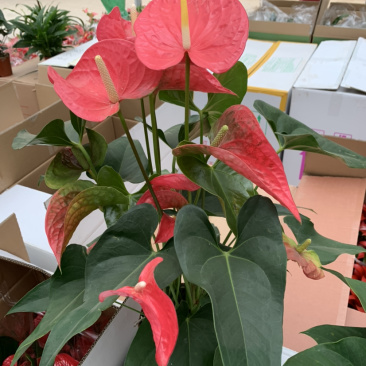 各类红掌竹芋大量有货需要联系