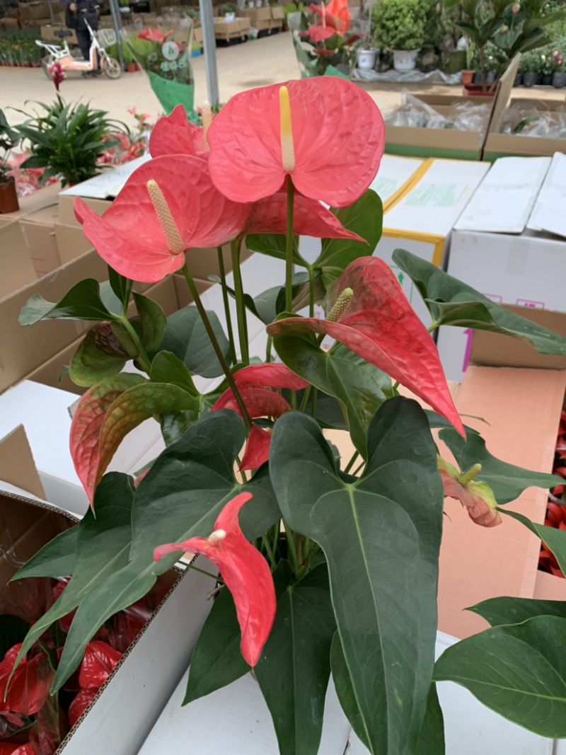 各类红掌竹芋大量有货需要联系