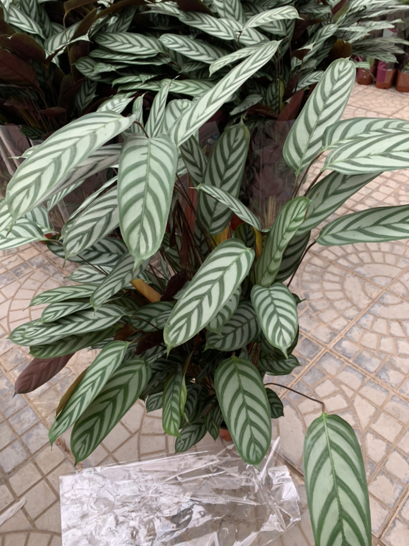 各类红掌竹芋大量有货需要联系