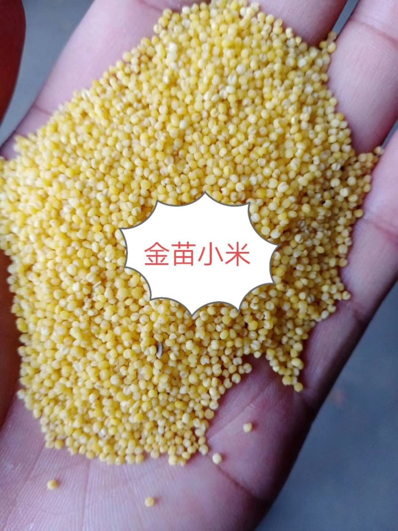 吨谷，金苗小米需要的来谈