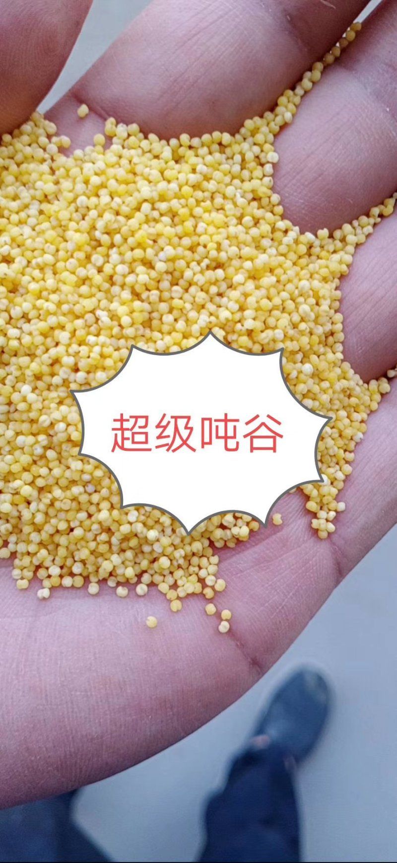 吨谷，金苗小米需要的来谈