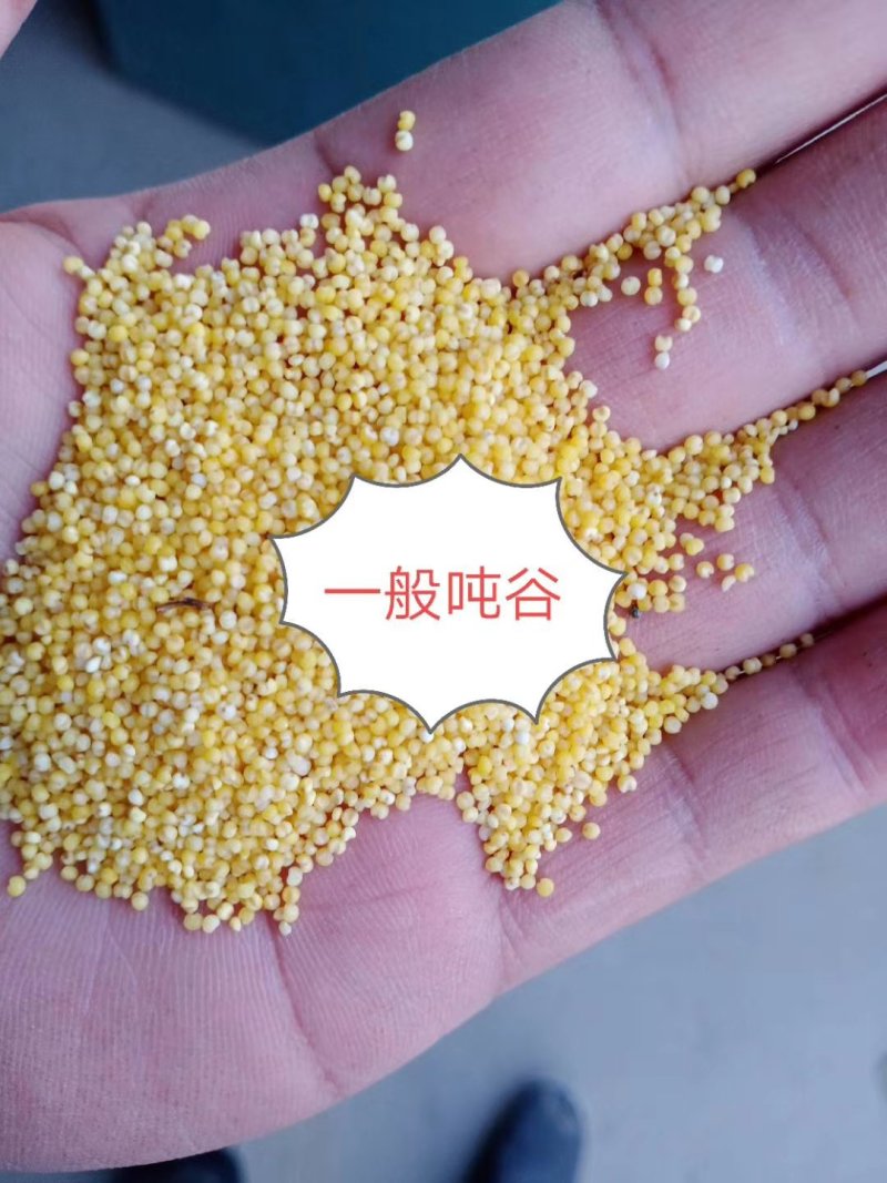 吨谷，金苗小米需要的来谈