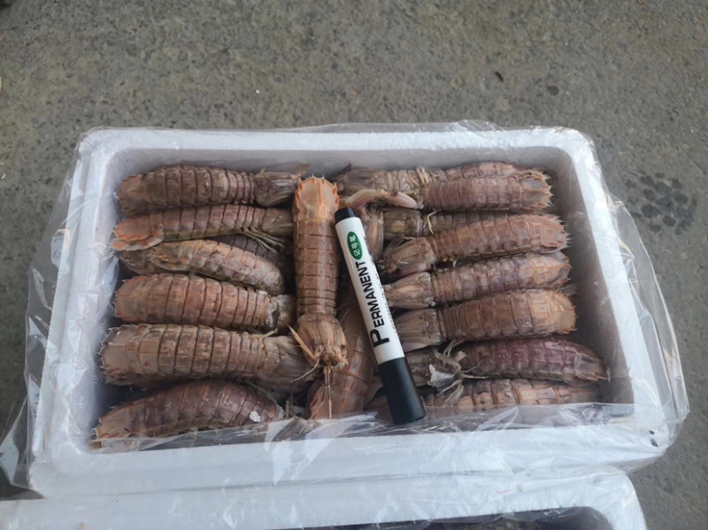 爬虾皮皮虾自家工厂熟冻自助餐专用熟冻爬虾