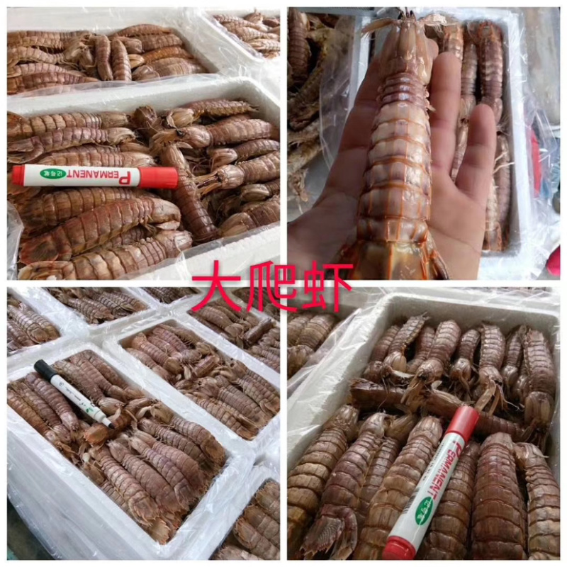 爬虾皮皮虾自家工厂熟冻自助餐专用熟冻爬虾
