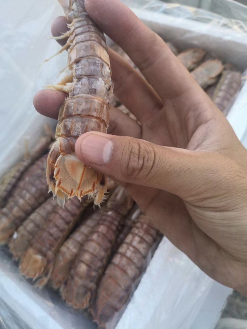 爬虾皮皮虾自家工厂熟冻自助餐专用熟冻爬虾