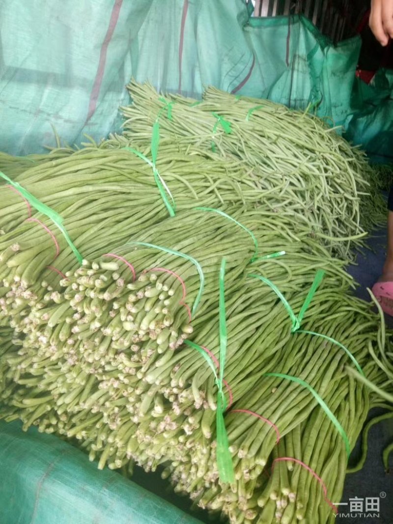 河南长豆角，精品豆角青条豆角产地直发可视频看货保质保量