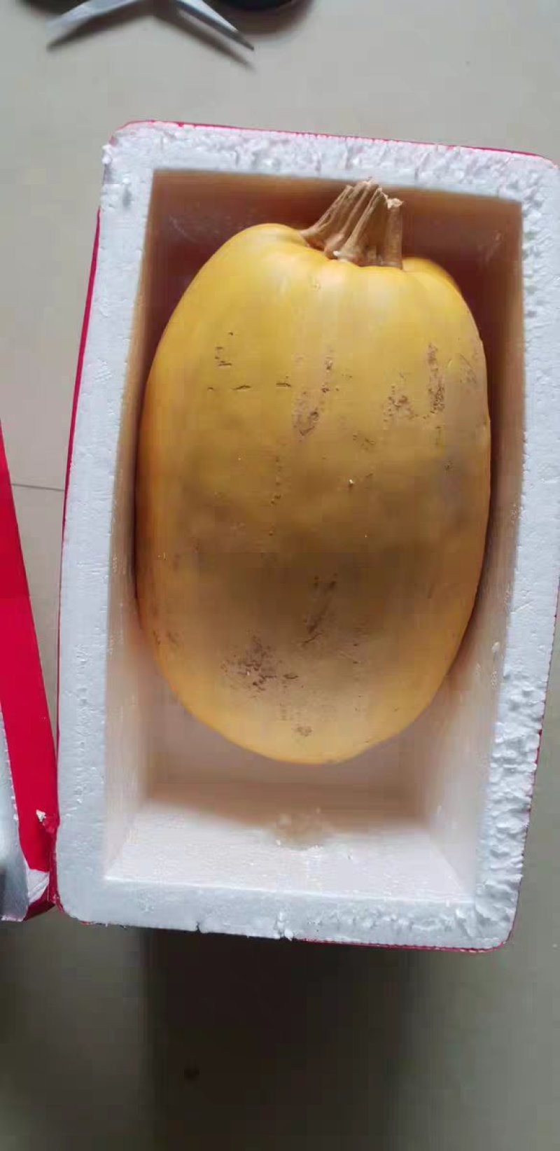 金丝瓜金丝搅瓜崇明特产