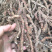 新货大别山产地中药材野生石菖蒲精品选条干货药含量高