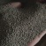 高雪伦种子矮雪伦子种子钟石竹种子景观绿化野花组合花种子
