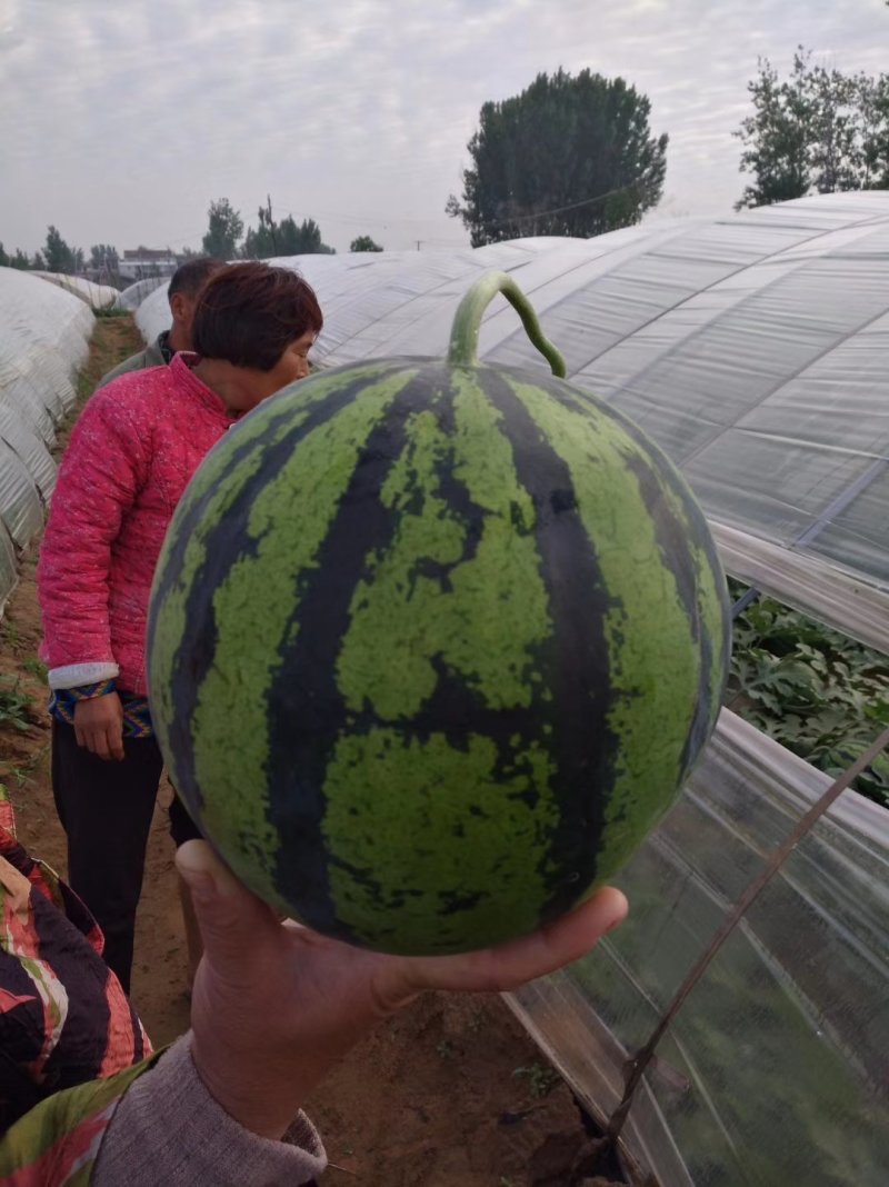 郑州中牟京欣美都西瓜供应