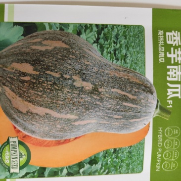 香芋南瓜种子高档礼品南瓜味甜香芋味浓品质优产量高