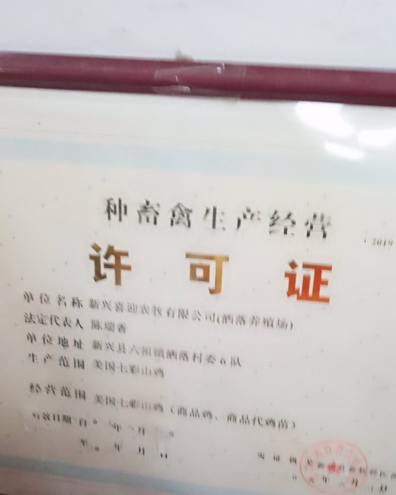 珍珠鸡苗，注射好液氮进口马立克疫苗