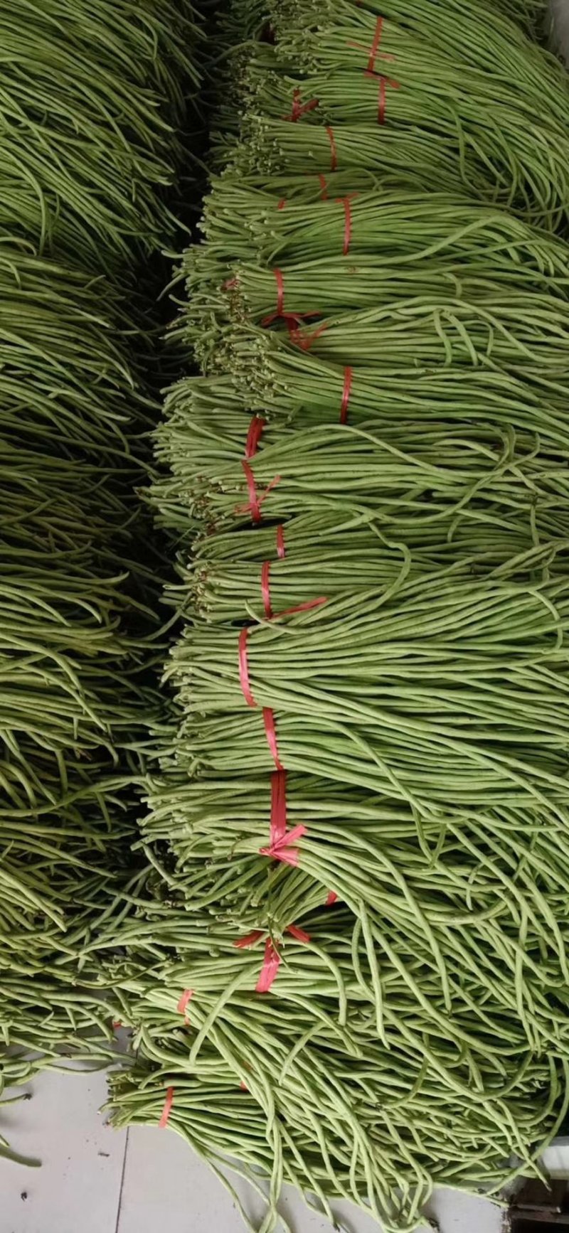 四川豇豆，质量保证，基地直供，