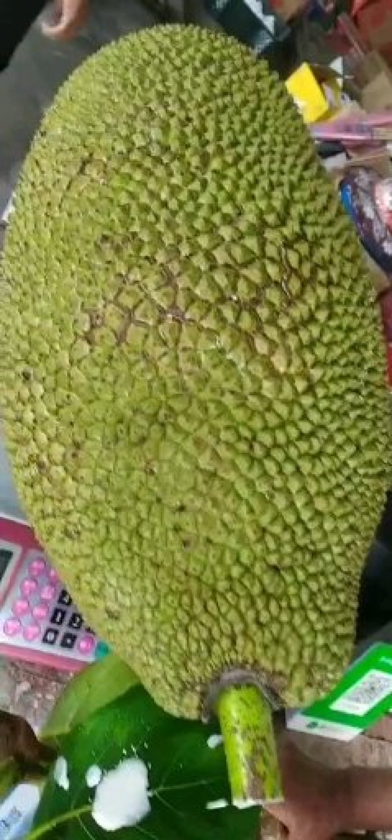 广东菠萝蜜