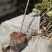 【品质保障】花椒苗大量供应九叶青椒苗，大红袍花椒苗。
