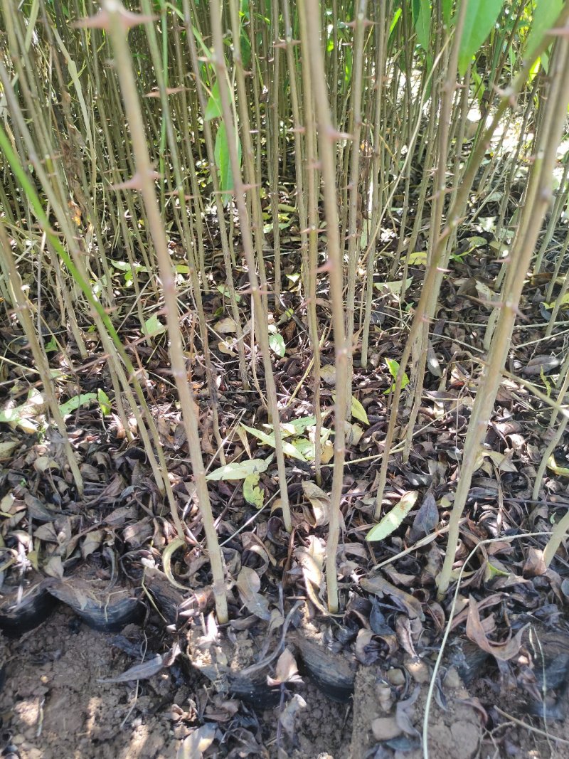 【品质保障】花椒苗大量供应九叶青椒苗，大红袍花椒苗。