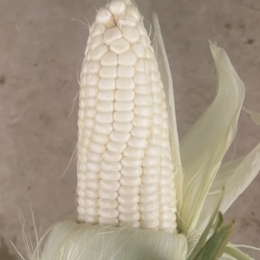 白玉米