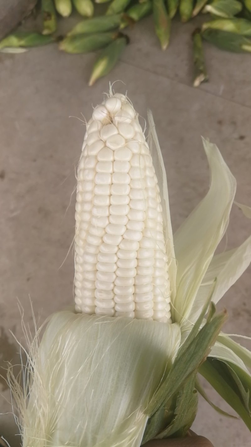 白玉米