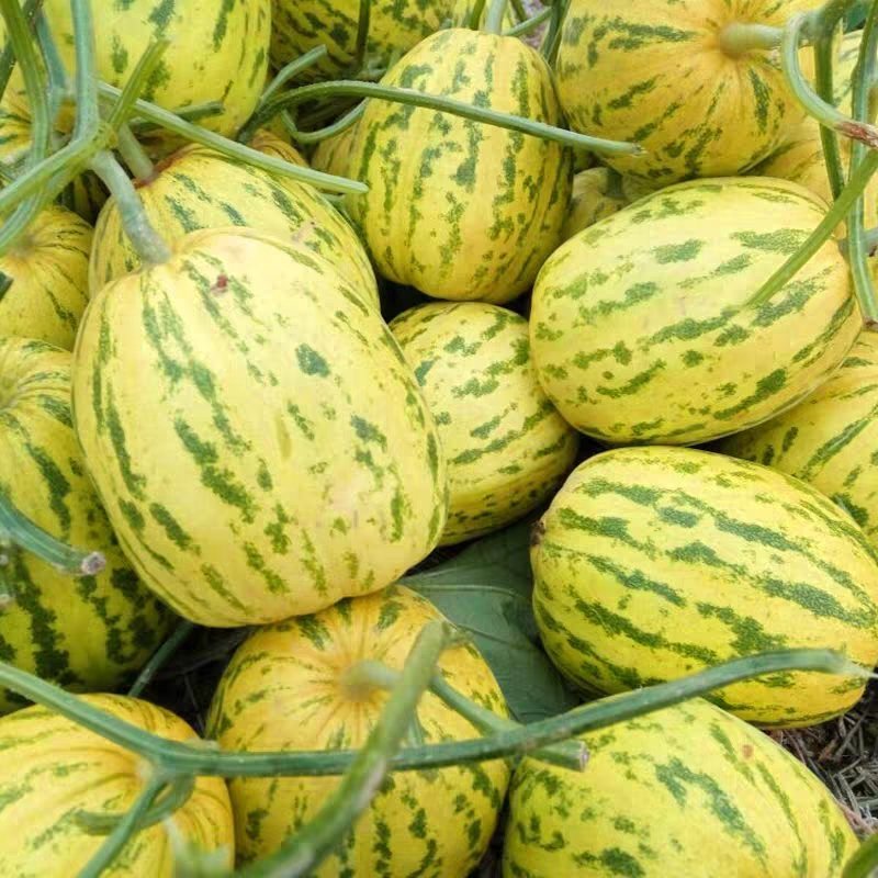 超甜八里香甜瓜种子花皮绿瓤高糖蜜瓜香瓜水果花蜜四号洋瓜四