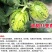 超甜八里香甜瓜种子花皮绿瓤高糖蜜瓜香瓜水果花蜜四号洋瓜四