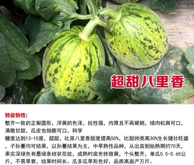 超甜八里香甜瓜种子花皮绿瓤高糖蜜瓜香瓜水果花蜜四号洋瓜四