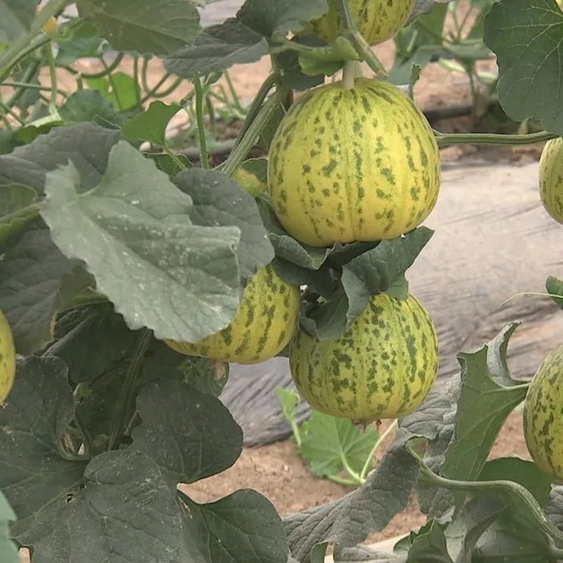 超甜八里香甜瓜种子花皮绿瓤高糖蜜瓜香瓜水果花蜜四号洋瓜四