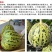 超甜八里香甜瓜种子花皮绿瓤高糖蜜瓜香瓜水果花蜜四号洋瓜四