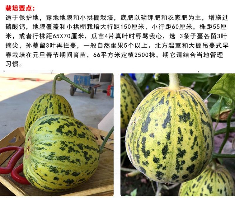 超甜八里香甜瓜种子花皮绿瓤高糖蜜瓜香瓜水果花蜜四号洋瓜四