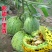 超甜八里香甜瓜种子花皮绿瓤高糖蜜瓜香瓜水果花蜜四号洋瓜四