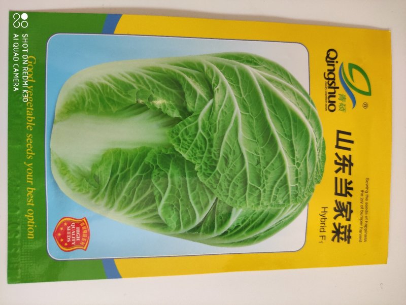秋丰宝白菜种子抗病丰产可延迟收获的秋冬晚熟品种