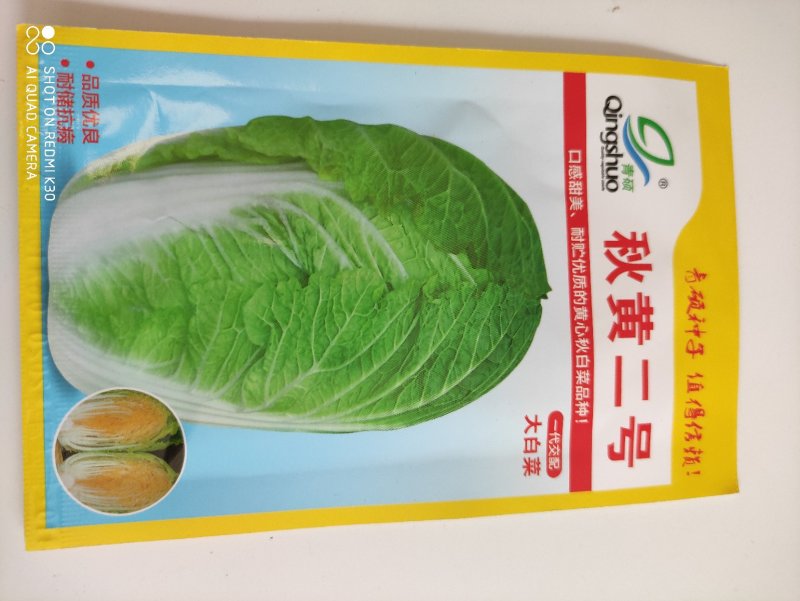 秋黄2号白菜种子内心黄色口感鲜美