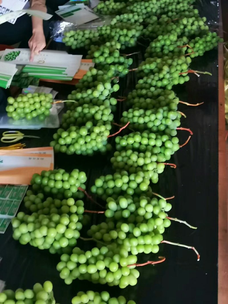 阳光玫瑰