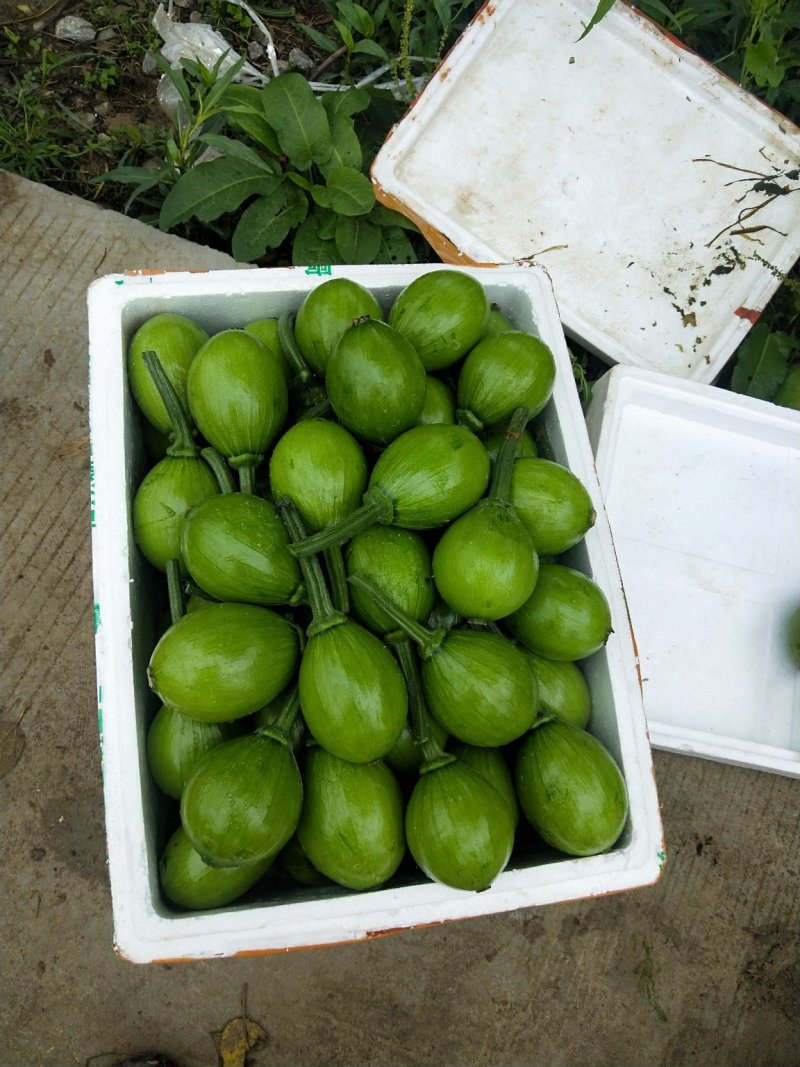 小青瓜（吊瓜）