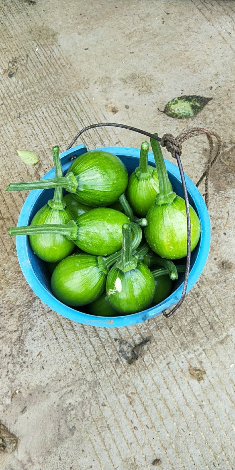 小青瓜（吊瓜）