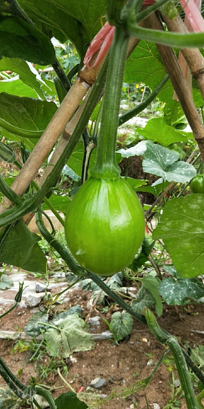 小青瓜（吊瓜）