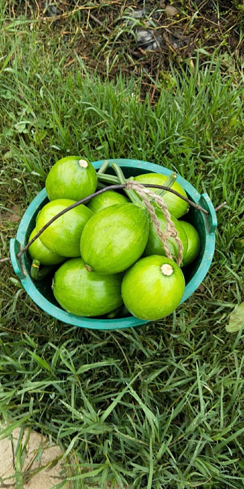 小青瓜（吊瓜）