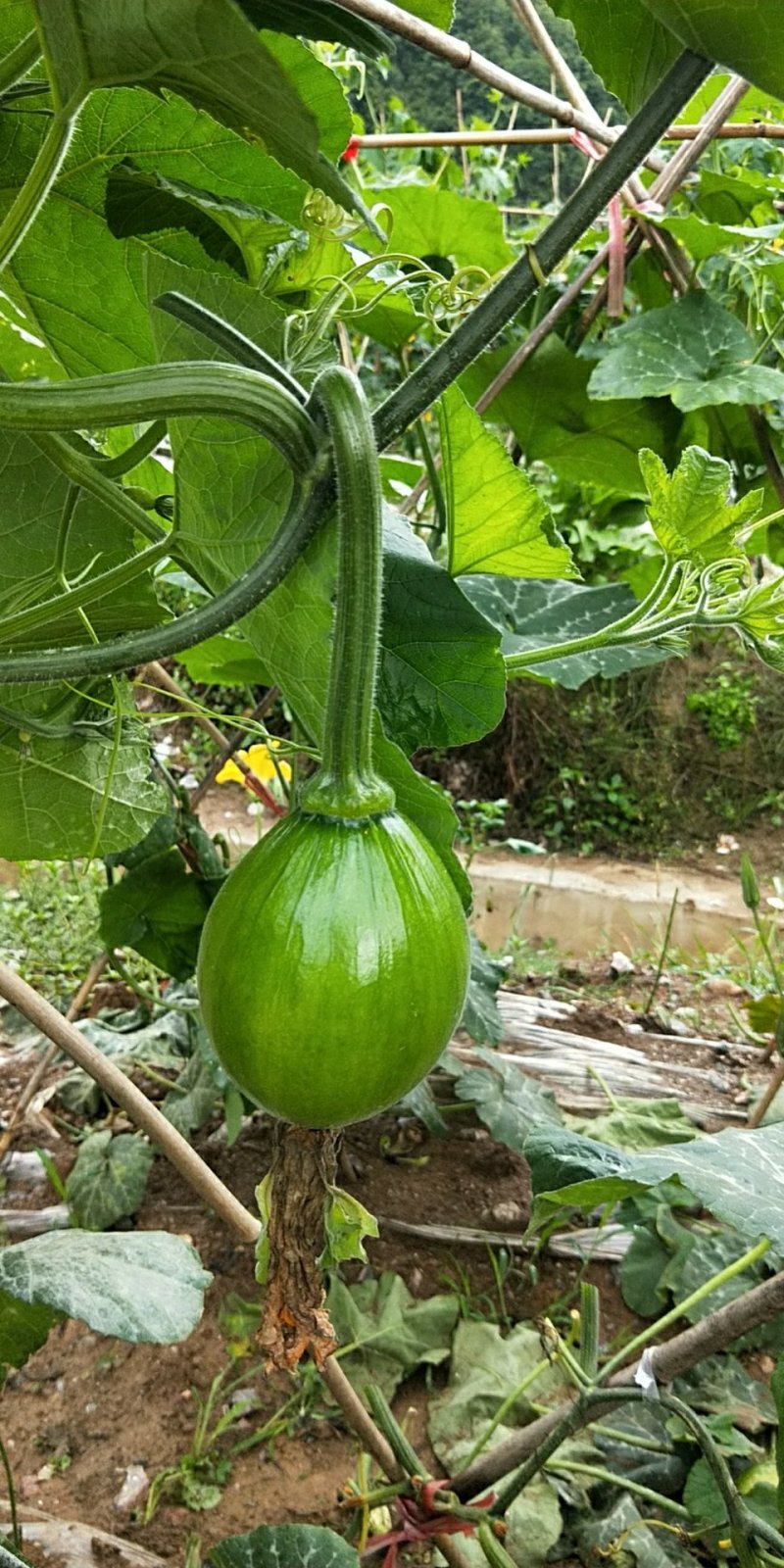 小青瓜（吊瓜）