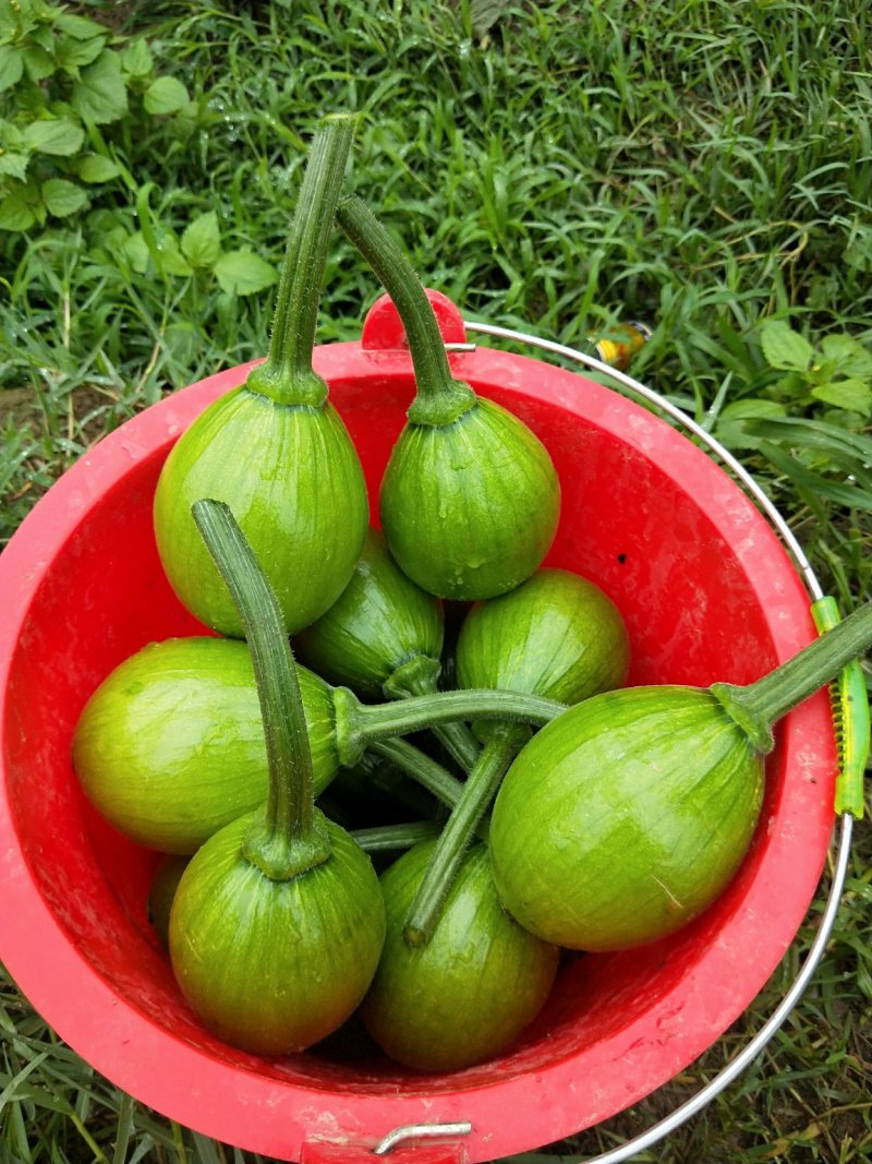 小青瓜（吊瓜）