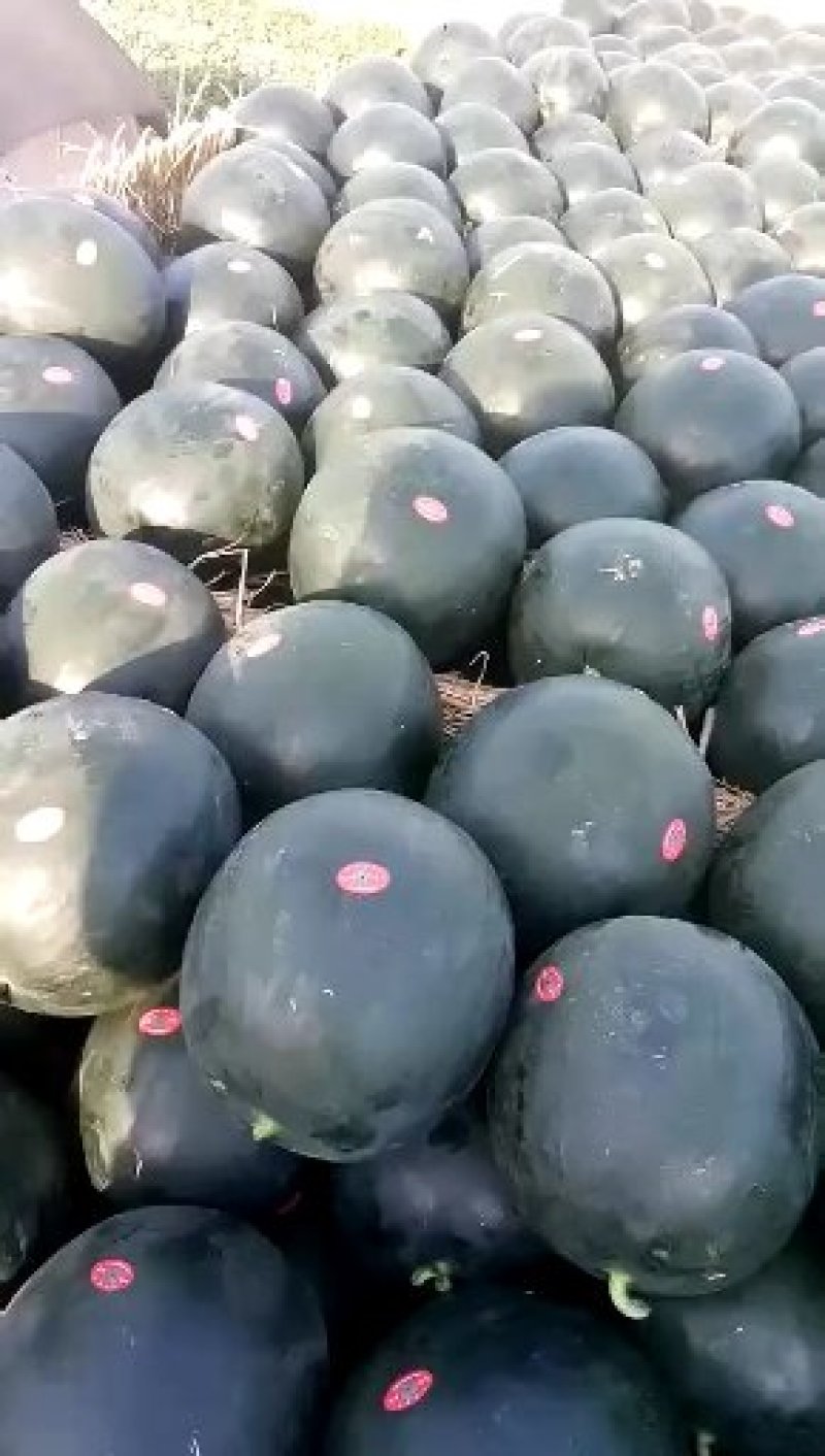 陕西黑皮无籽西瓜货源充足量大从优个大皮薄口感好糖高