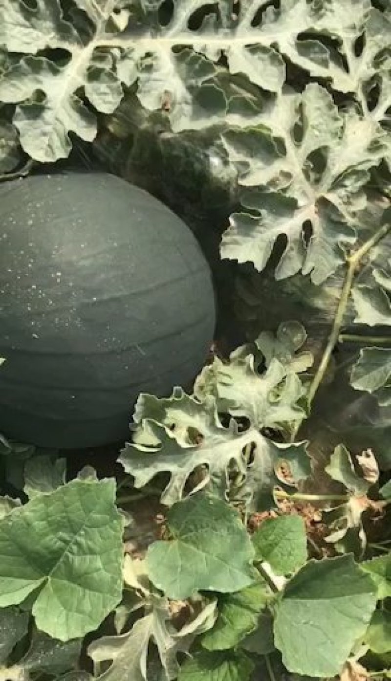 陕西黑皮无籽西瓜货源充足量大从优个大皮薄口感好糖高