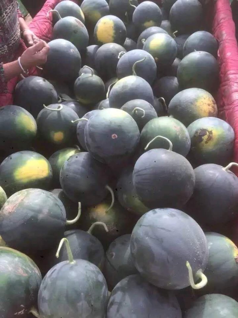 陕西黑皮无籽西瓜货源充足量大从优个大皮薄口感好糖高
