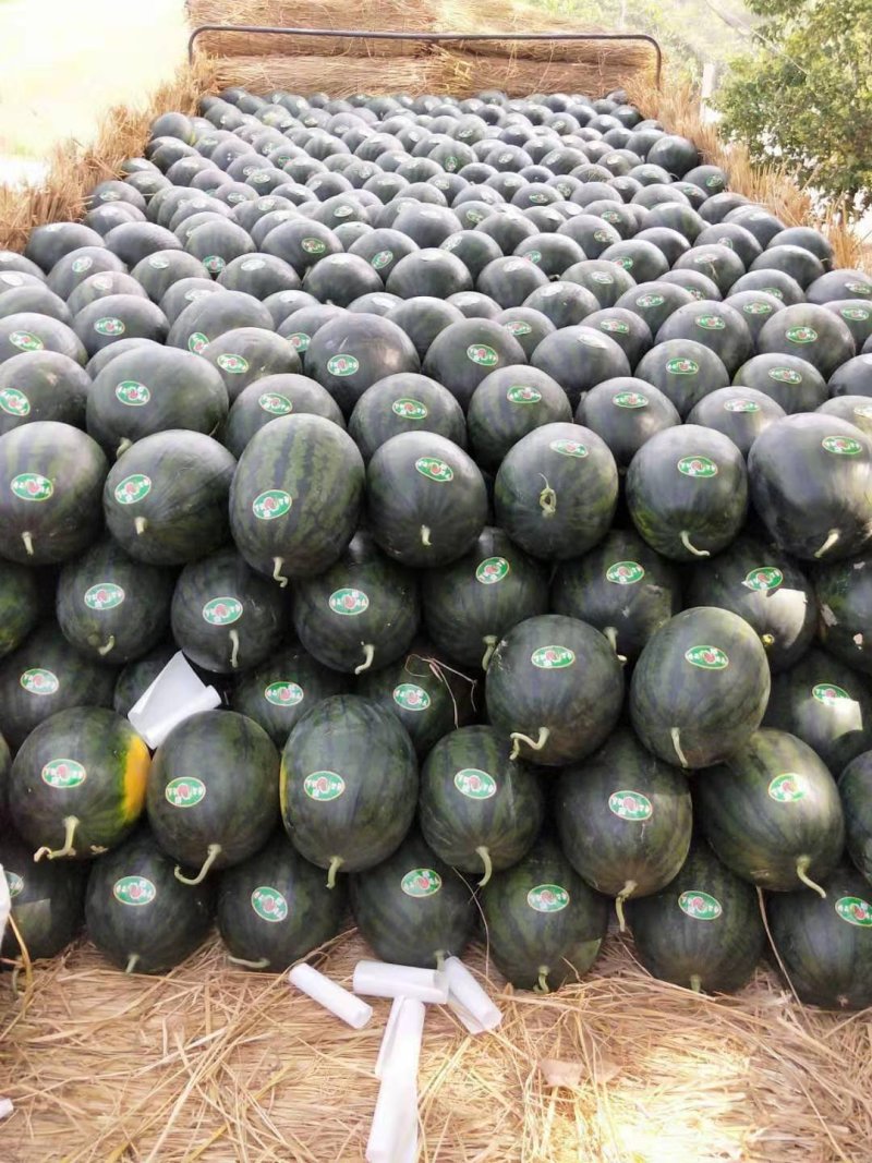 陕西黑皮无籽西瓜货源充足量大从优个大皮薄口感好糖高