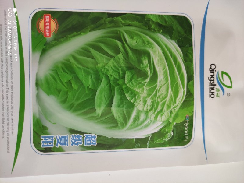 夏美大白菜种子早熟耐热抗病性强商品性好品质优良
