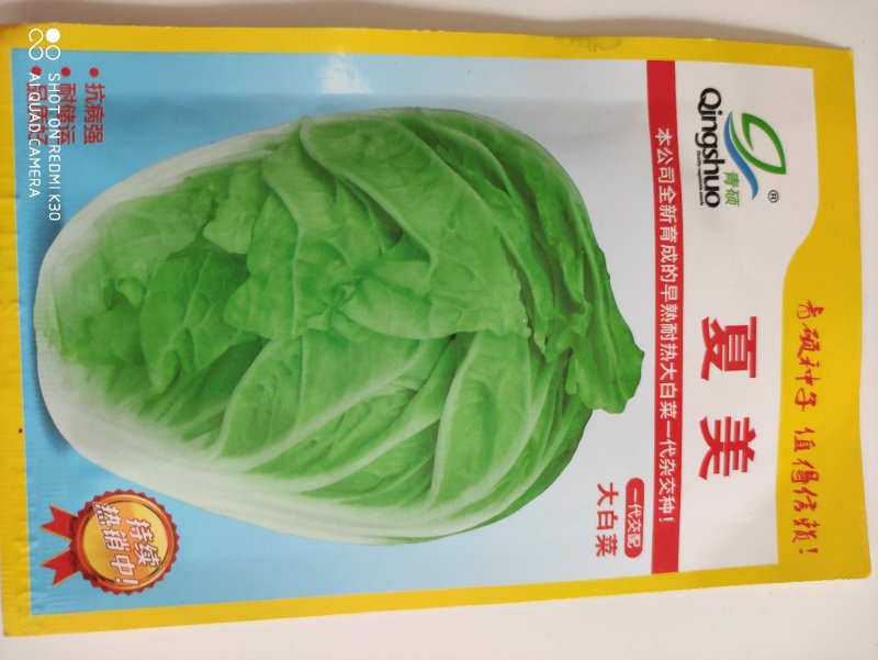 夏美大白菜种子早熟耐热抗病性强商品性好品质优良