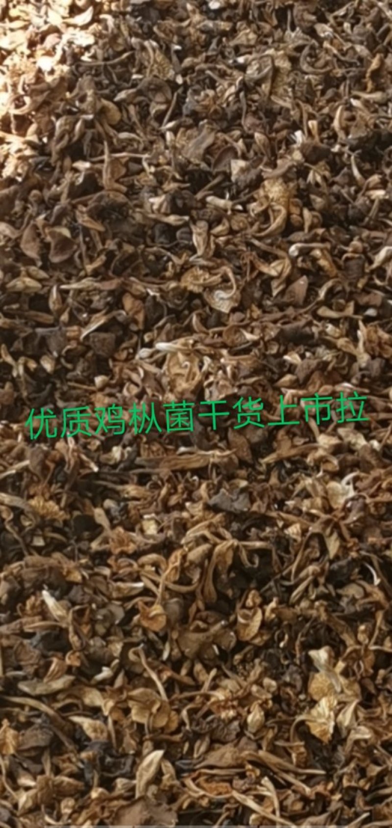 向全国诚找代理商，干野生食用鸡枞菌大量批发2020年新货